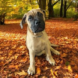 Bullmastiff Puppies from Ambrosia Mastiffs
