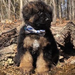 Wilder - Blue Collar - Black and red male German Shepherd puppy in Charlotte, North Carolina from Zuflucht K9s
