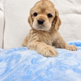 Butters - Buff male Cocker Spaniel puppy in Corcoran, California from Sweetheart Cockers