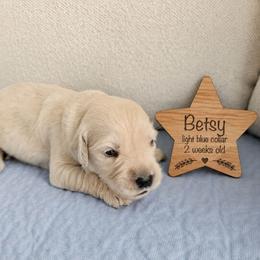 Betsy - Light golden female Golden Retriever puppy in Inman, South Carolina from Shadow Acres