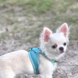 Romeo - Cream and white male Chihuahua puppy in Brooksville, Florida from Daystars Chihuahuas