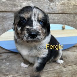 Fergie - Blue merle Australian Shepherd puppy in Washington from The Joyful Australian Shepherd