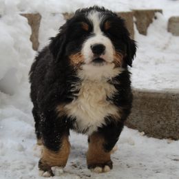 Emo - Bernese Mountain Dog puppy from Arlin Horst's Bernese Mountain Dogs