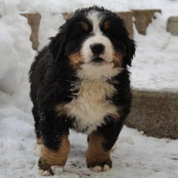 Emo - Bernese Mountain Dog puppy from Arlin Horst's Bernese Mountain Dogs