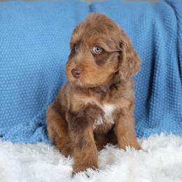 Neville - male Golden Mountain Doodle puppy in Murray, Utah from Good Looking Dogs