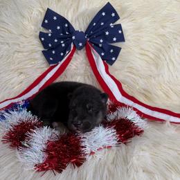 Carrot - Black tan and white female Siberian Husky puppy in Folsom, Louisiana from Geaux Fluffy