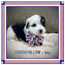 Marshmallow - Black tri-color male Aussiedoodle puppy in Houston, Texas from Jomelkin Furry Pals