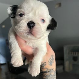 Girl 1 - Black and white female Shihpoo puppy in Brevard County, Florida from Enchanting Puppies