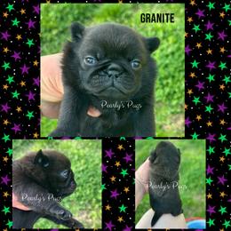 Granite - Black male Pug puppy in Summerville, Georgia from Pearly’s Pugs & Pollywog Poodles