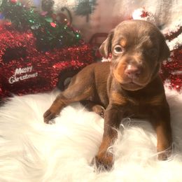 Dark Purple collar female - Red and rust female Doberman Pinscher puppy in Madison, Indiana from Jensen Dobermans and Dachshunds