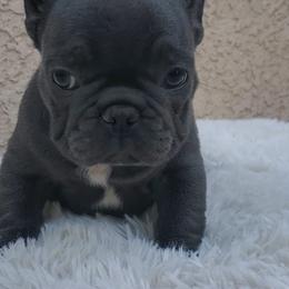 French Bulldogs from Vaca Frenchies