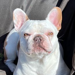 Penny - French Bulldog