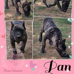 Pan - Tiger Perro de Presa Canario puppy in El Paso, Texas from Mesquite Creek Kennels