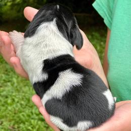 Male 1 - Black brown and white male Basset Hound puppy in Lindley, New York from Hill Top Basset Hounds & Cane Corso