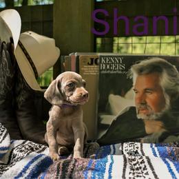 Shania - Silver gray female Weimaraner puppy in Talking Rock, Georgia from North Georgia Weims
