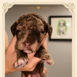 Aelin - Merle female Goldendoodle puppy in Moreno Valley, California from Rainbow SoCal Doodles