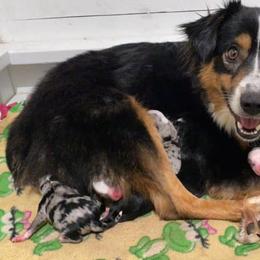 Miniature Australian Shepherd Puppies from Broken T Australian Shepherds