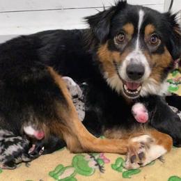 Miniature Australian Shepherd Puppies from Broken T Australian Shepherds