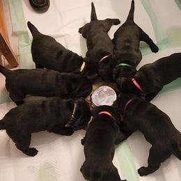 Labrador Retriever Puppies from Persimmon Hill Labrador Retrievers