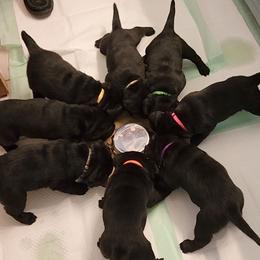 Labrador Retriever Puppies from Persimmon Hill Labrador Retrievers