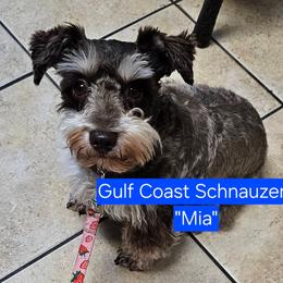 Mia - Liver female Miniature Schnauzer puppy in Mobile, Alabama from Gulf Coast Schnauzers
