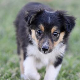 Brooklyn - Black tri female Toy Australian Shepherd puppy in Wichita Falls, Texas from Shooting Stars Ranch Toy and Mini Aussies