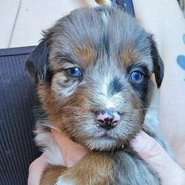 Sparkle - Blue merle female Australian Shepherd puppy in Washington from Arbor hill Australian Shepherds