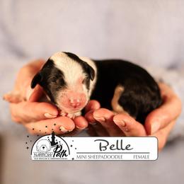 Belle - Black and white female Sheepadoodle puppy in Cleveland, Tennessee from Narrow Path Old English & Sheepadoodles