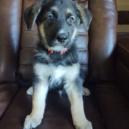 German Shepherd and Golden Retriever Puppies from Farmhouse Friends