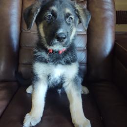 German Shepherd and Golden Retriever Puppies from Farmhouse Friends