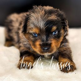 Moose - Blue merle male Toy Australian Shepherd puppy in Mc Alester, Oklahoma from Angel's Aussies