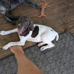 Liver Girl 8759 - Liver and white female German Shorthaired Pointer puppy in Spring Hope, North Carolina from Hogan’s Lowrider Hounds