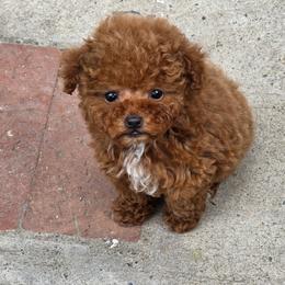 Clarisse - Red female Maltipoo puppy in San Diego, California from Maltipoos SD