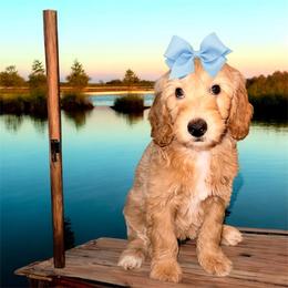 Molly - Cream female Goldendoodle puppy in Valdosta, Georgia from Designer Doodles of South GA