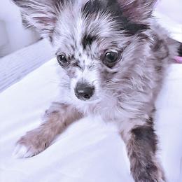 Chihuahua Puppies from Petite Pups LLC