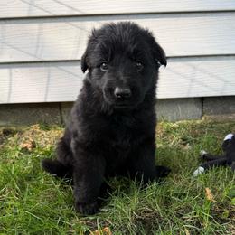 Kennedy - Black female German Shepherd puppy in Pennock, Minnesota from Shakopee Creek German Shepherds