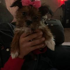 Shorkie All Grown Up from Wilson Kennel