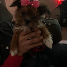 Shorkie All Grown Up from Wilson Kennel