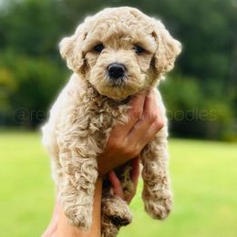 Goldendoodle Puppies from Red Barn Mission Farm