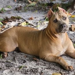 American Bullies from Khal Kennels