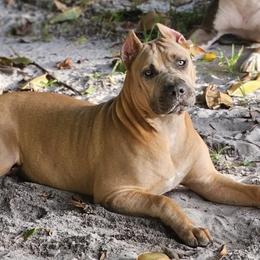 American Bullies from Khal Kennels
