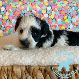 Miniature Schnauzer Puppies from JC Parti Schnauzers