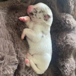 Moose - Merle male Pomsky puppy in Greenville, South Carolina from Thicketty Mountain Pomskies