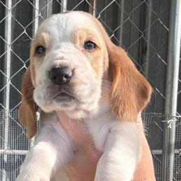 Girl 1 - Red and white female Basset Hound puppy in Kenansville, Florida from Fancy Hounds