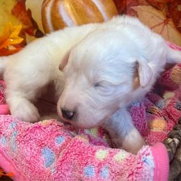 LIZZIE Orange collar female - White female Great Pyrenees puppy in Fair Grove, Missouri from Allen Wags & Woolies