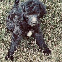 Labradoodle and Poodle Puppies from Top Knot Companions Poodles and Labradoodles