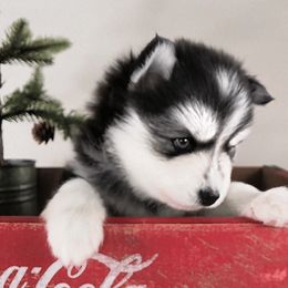 North - Black and white male Pomsky puppy in Tucson, Arizona from Mini Pomsky Puppies