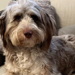 Aussiedoodles, Bernedoodles, and Goldendoodles from Rose Creek Ranch