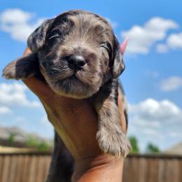 Mookie - Merle male Goldendoodle puppy in Forney, Texas from Cityline Goldendoodles