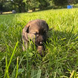 Nora - Sable female German Shepherd puppy in Marshfield, Missouri from Benton K-9 Breeding